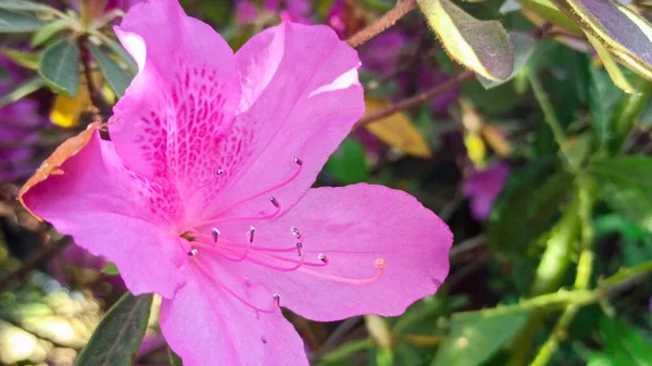Ροζ αζαλέα ανθίζει σε πράσινο φόντο. τροπικό λουλούδι μεγαλώνει σε έναν τροπικό κήπο — Φωτογραφία Αρχείου