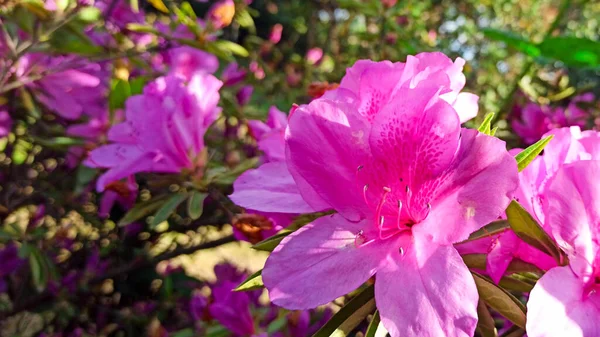 Azálea rosa floresce sobre um fundo verde. flor tropical cresce em um jardim tropical — Fotografia de Stock