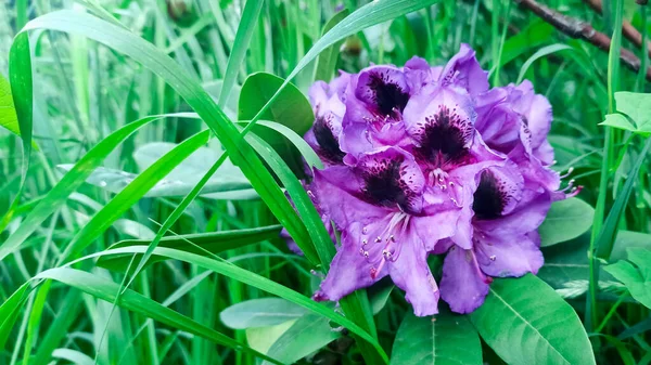 緑の芝生に囲まれた公園には美しいシャクナゲのリラックスの花が咲き — ストック写真