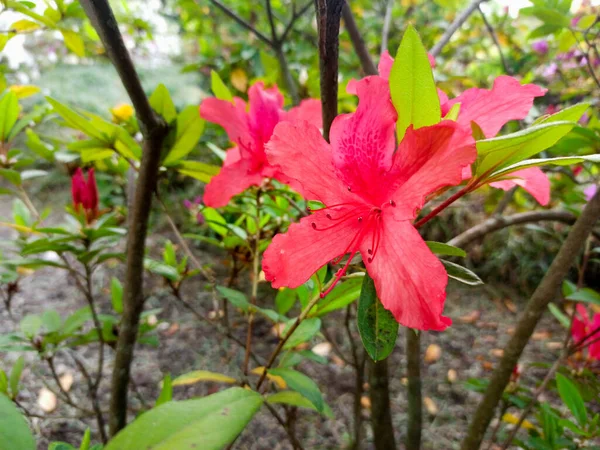 Azálea vermelha flores close-up no parque. flores tropicais na primavera — Fotografia de Stock