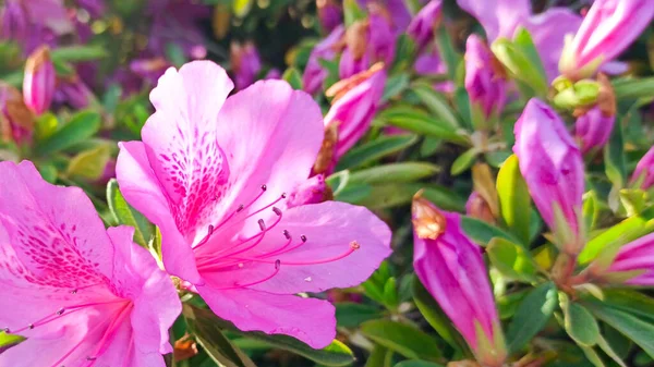 Fiore di azalea rosa primo piano nel parco. giardino primaverile giapponese — Foto Stock