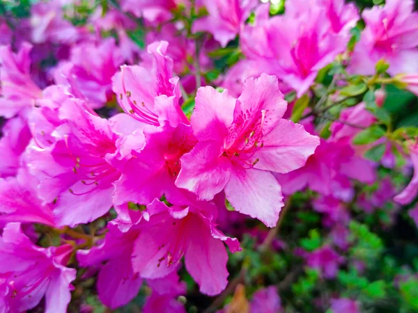 Flor de azálea no parque no jardim de primavera — Fotografia de Stock