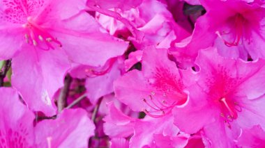 Arka planda açelya çiçekleri. tropik pembe çiçekler