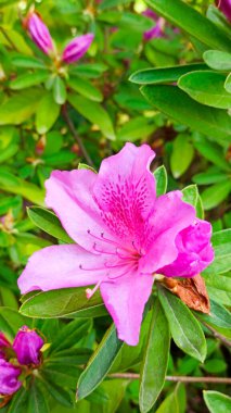 Pembe açelya çiçeği yakından. Japon bahar bahçesi.