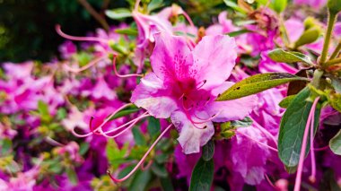 Orman çiçekleri baharda bir çalılıkta açar.