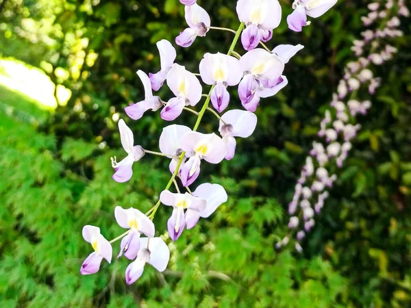 Wisteria flowers close-up blurred background in the park — Stock Photo, Image