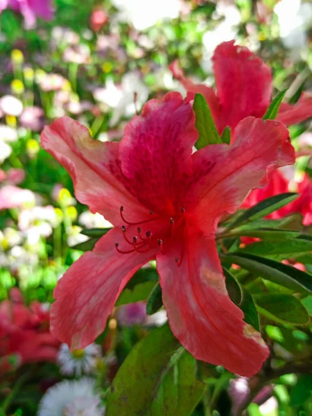 Flores de azálea florescem em um dia ensolarado. flor tropical crescendo no jardim — Fotografia de Stock