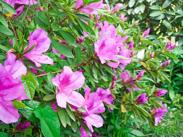 Flor de rododendro floresce em um arbusto na primavera — Fotografia de Stock