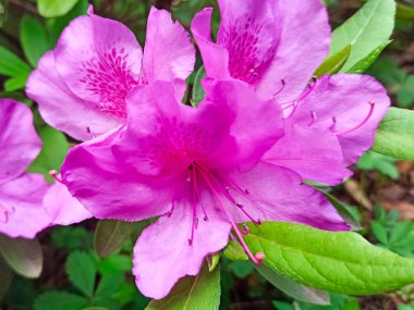 Açelya çiçekleri yeşil arka planda yakın plan bir ağaçta