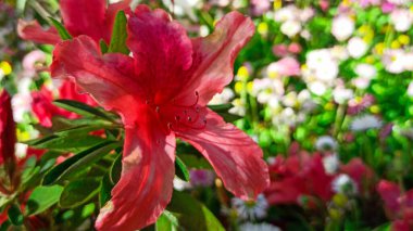 Açelya, parktaki yeşil arka planda çiçek açar. Güneşli bir günde tropik bir çiçek