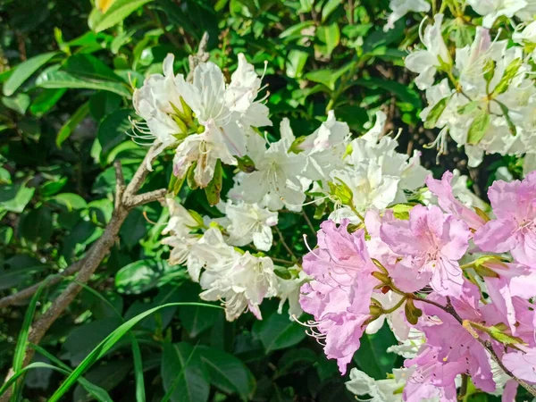 Azalea florece sobre un fondo verde. flor tropical crece en un jardín tropical —  Fotos de Stock