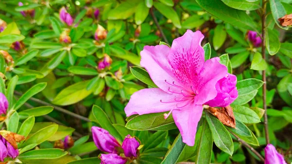 Flor de azálea rosa em um fundo verde. flor tropical — Fotografia de Stock