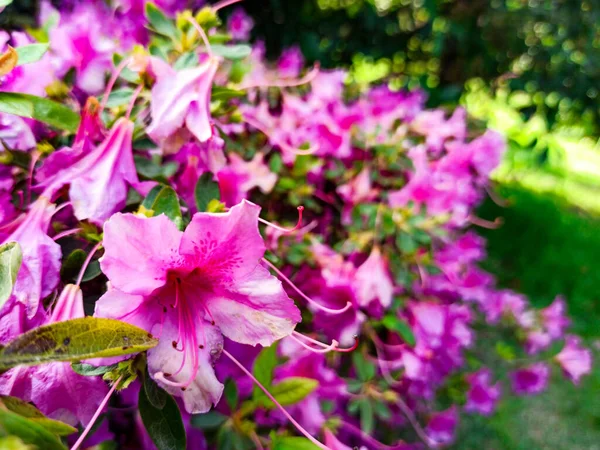 Flores de azalea rosa primer plano en el parque. japonés primavera jardín desenfoque —  Fotos de Stock