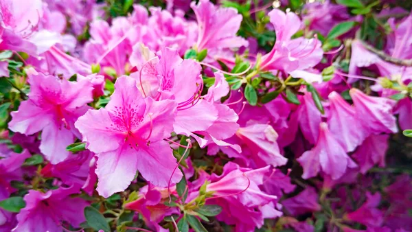 Azálea flores close-up no jardim da primavera — Fotografia de Stock