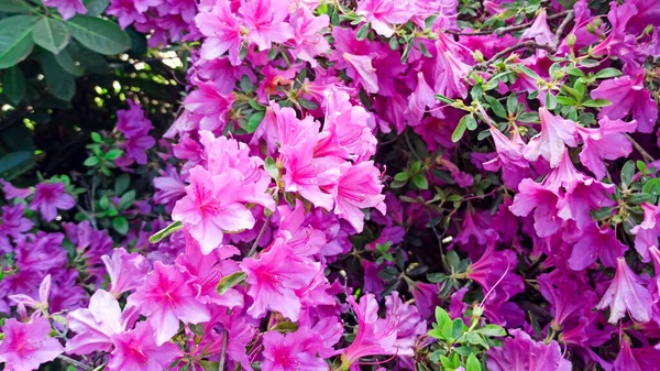 Цветок рододендрона расцветает на кусте весной — стоковое фото