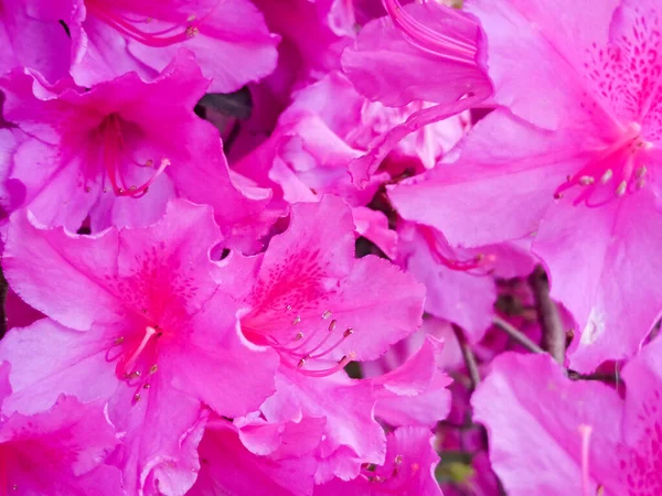 Рожеві квіти азалії на фоні. тропічні квіти крупним планом — стокове фото