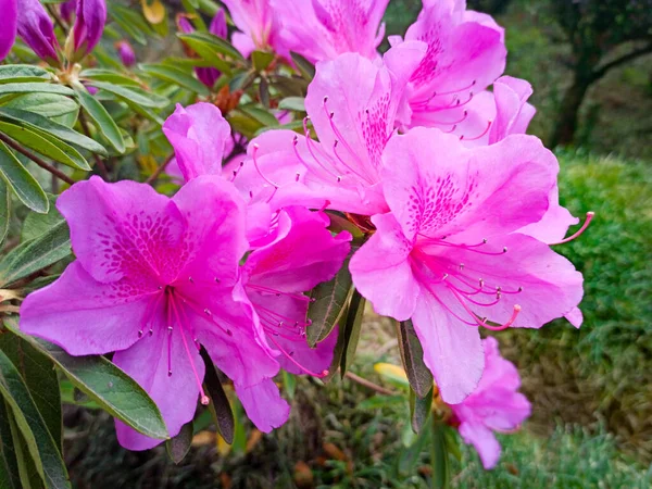 Azálea rosa floresce sobre um fundo verde. flor tropical cresce em um jardim tropical — Fotografia de Stock