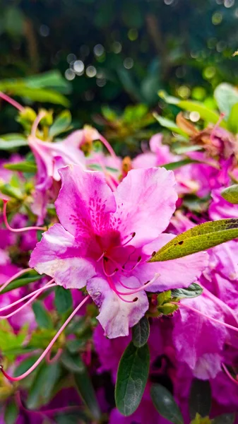 Азалія цвіте на зеленому тлі. тропічна квітка росте в тропічному саду — стокове фото