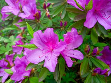 Arka planda açelya çiçekleri açar. Parktaki ağaçta yetişen tropik çiçekler.