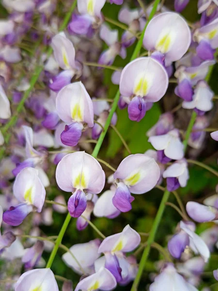 Lilac wisteria flower macro close-up on a green background — Stock Photo, Image