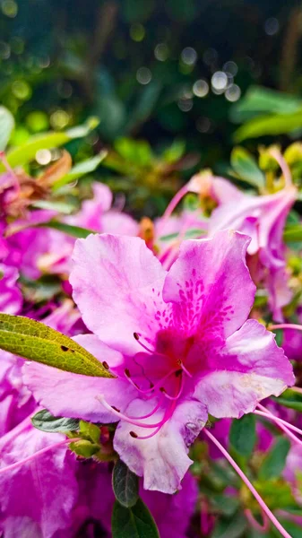 Azalée rose fleurit sur un fond vert. fleur tropicale pousse dans un jardin tropical — Photo