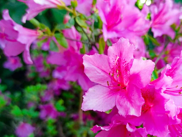 Bela azálea flor close-up no parque. macro primavera jardim — Fotografia de Stock