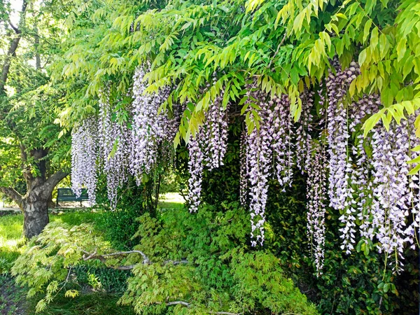  Park arka planında uzun salkımcık çiçekleri yetişir. İlkbaharda açan leylak çiçekleri.