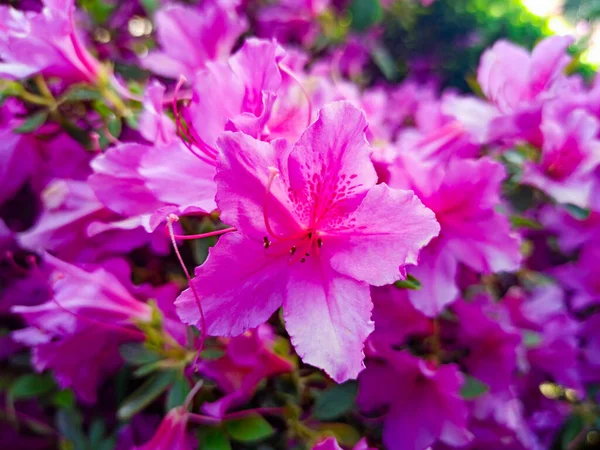 Rosa azálea flor close-up no fundo borrão. flor tropical — Fotografia de Stock