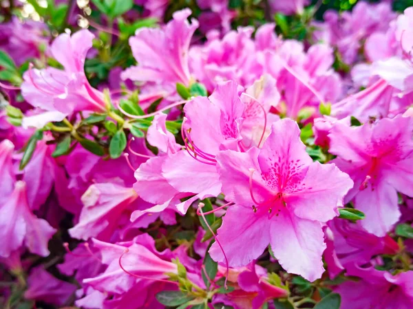 Flor de rododendro floresce em um arbusto na primavera — Fotografia de Stock