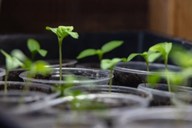Şeffaf plastik bardaklarda patlıcan filizleri. Evde sebze yetiştiriyorum..