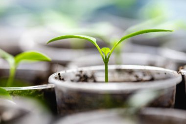 Şeffaf plastik bardakta patlıcan filizleniyor. Evde sebze yetiştiriyorum..