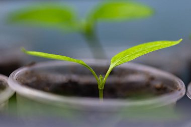 Şeffaf plastik bardakta patlıcan filizleniyor. Evde sebze yetiştiriyorum..