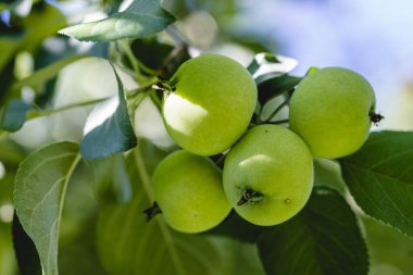 Elma dalında bir demet erken yeşil elma.