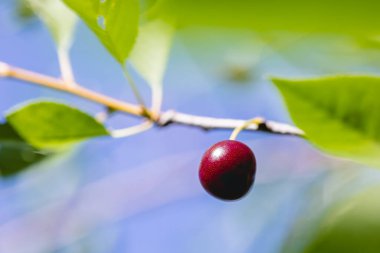 Bir kiraz ağacının dalında asılı tek bir kırmızı kiraz.