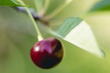 Bir kiraz ağacının dalında asılı tek bir kırmızı kiraz.
