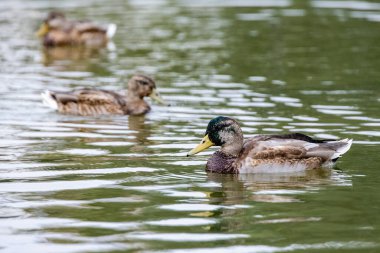 Şehirdeki yaban hayatı gölünde birkaç ördek yüzüyor..