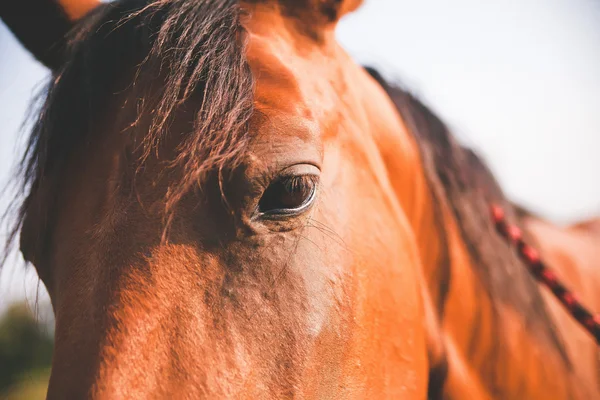 Häst i solen — Stockfoto