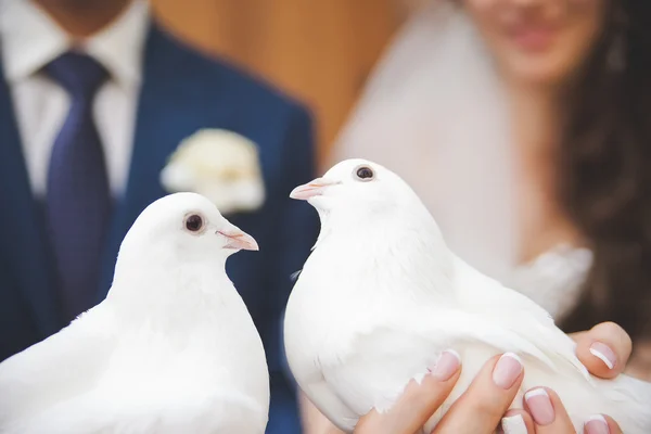 Ett par duvor och silhuetter — Stockfoto