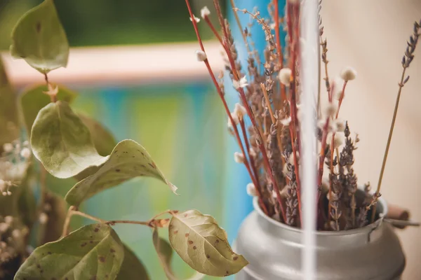 Dekorasyon salonu otlar için