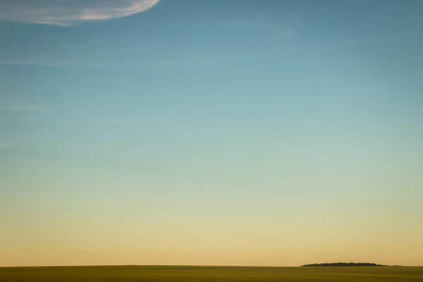 Cielo azul y trigo en el horizonte — Foto de Stock