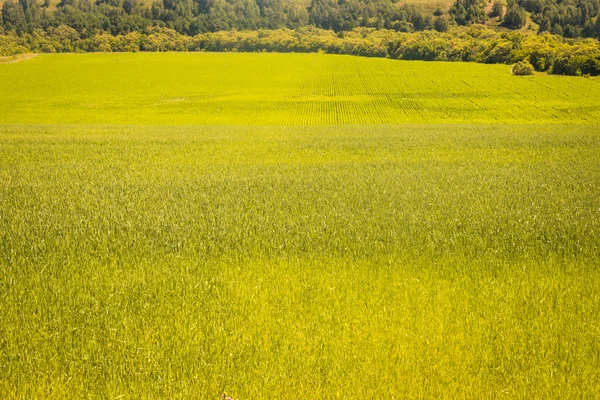 Campo de trigo con un bosque en el horizonte — Foto de Stock