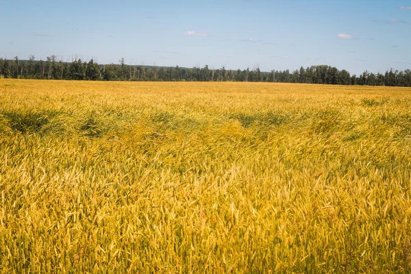 El campo del trigo amarillo — Foto de Stock