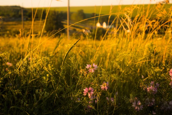 Маленькие цветы и трава Лицензионные Стоковые Изображения