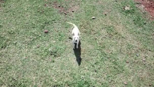 Un chien aboie sur un drone dans le ranch sur l'herbe — Video