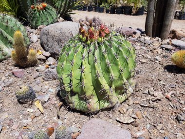 Çölün ortasında bir ferocactus Wislizenii resmi.