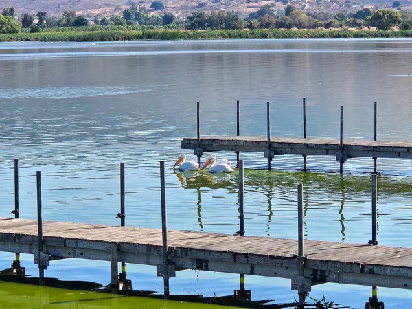 Two white pelicans swim near rustic wooden piers in the calm waters of Cuexcomatitan, Mexico. A serene landscape
