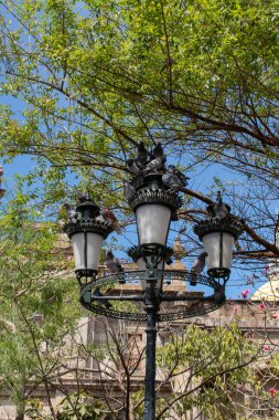Guadalajara 'da yapraklı dallarla çevrili güvercinlerle dolu eski sokak lambası.