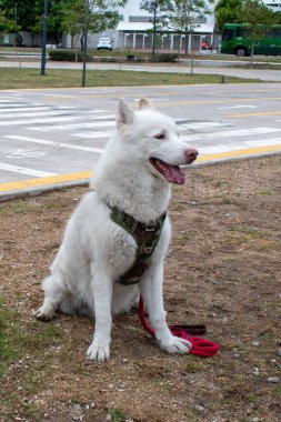 Yeşil koşum takımı ve kırmızı tasmasıyla tüylü beyaz kurt Guadalajara, Jalisco 'daki halk parkının kenarında sakince oturuyor.