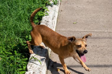 Canlı, kahverengi bir köpek, havanın ortasında canlı, yeşil çimenli bir alandan parlak, sıcak güneş ışığı altında dokulu beton bir yola atlarken, neşeli bir şekilde yakalanır.