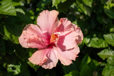 Canlı pembe amber çiçeği. Karmaşık taç yapraklarını ve merkezi üreme organlarını sergiliyor. Yumuşak yeşil yapraklı arka planda parlak doğal ışık altında yakalanmış.